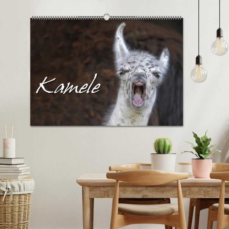 Produktbild: Kamele (Wandkalender 2026 DIN A2 quer), CALVENDO Monatskalender