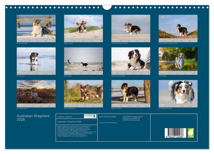 Produktbild: Australian Shepherd 2026 (Wandkalender 2026 DIN A3 quer), CALVENDO Monatskalender