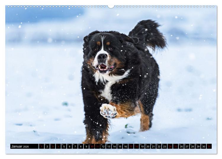Produktbild: Berner Sennenhunde - Faszinierende Herzensbrecher (Wandkalender 2026 DIN A2 quer), CALVENDO Monatskalender