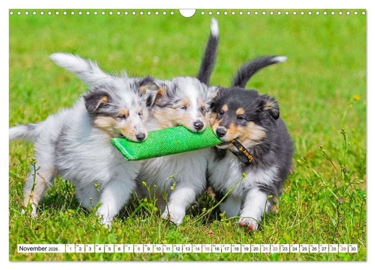 Produktbild: Colliewelpen - kleine Collies erobern die Welt (Wandkalender 2026 DIN A3 quer), CALVENDO Monatskalender