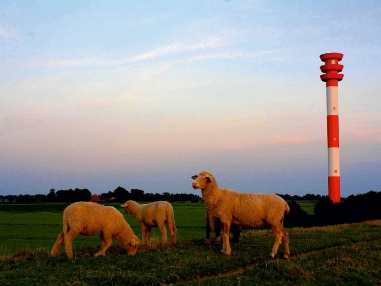 Produktbild: Schafe am Leuchtturm (Puzzle)