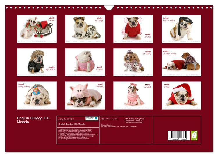 Produktbild: English Bulldog XXL Models (Wandkalender 2026 DIN A3 quer), CALVENDO Monatskalender