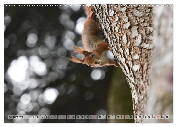 Produktbild: Eichh&ouml;rnchen-Spa&szlig; (hochwertiger Premium Wandkalender 2027 DIN A2 quer), Kunstdruck in Hochglanz