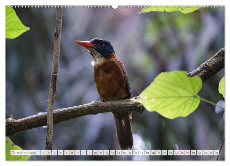 Produktbild: Sulawesi 2026 (Wandkalender 2026 DIN A2 quer), CALVENDO Monatskalender