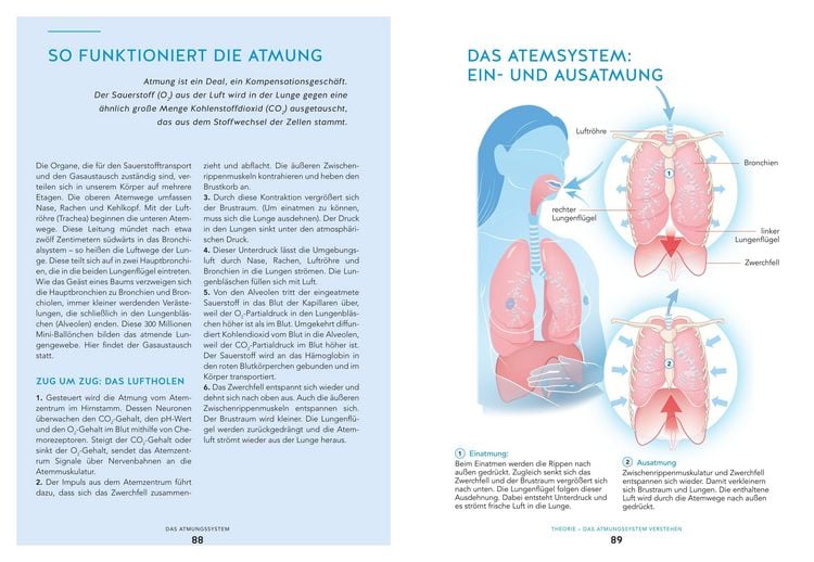 Produktbild: Du bist so alt wie dein schw&auml;chstes Organ