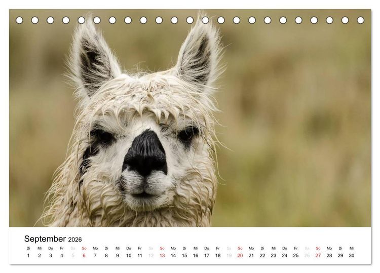 Produktbild: Peru - Land der Inkas und Alpakas (Tischkalender 2026 DIN A5 quer), CALVENDO Monatskalender