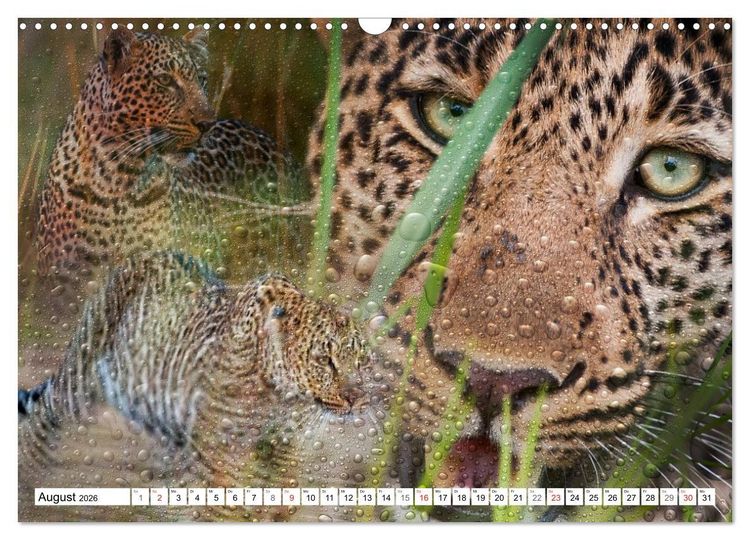 Produktbild: Emotionale Momente: African Dreams (Wandkalender 2026 DIN A3 quer), CALVENDO Monatskalender