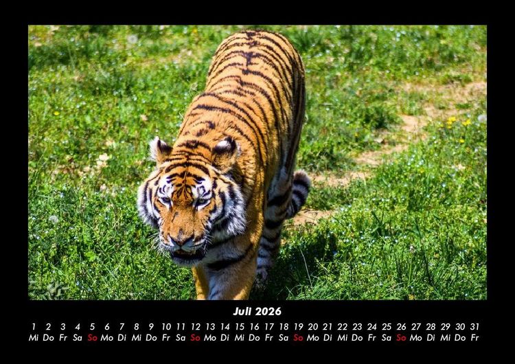 Produktbild: Tiger 2026 Fotokalender DIN A3