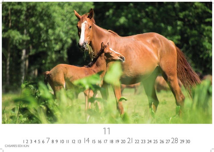 Produktbild: Pferde Kalender 2027 &ndash; Wandkalender | Fotokalender Tierkalender 35x50cm mit 12 wundersch&ouml;nen Fotos dieser edlen Tiere