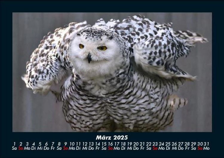Produktbild: Vogelparadies 2025 Fotokalender DIN A5