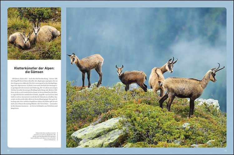 Produktbild: KUNTH Bildband Wilde Alpen