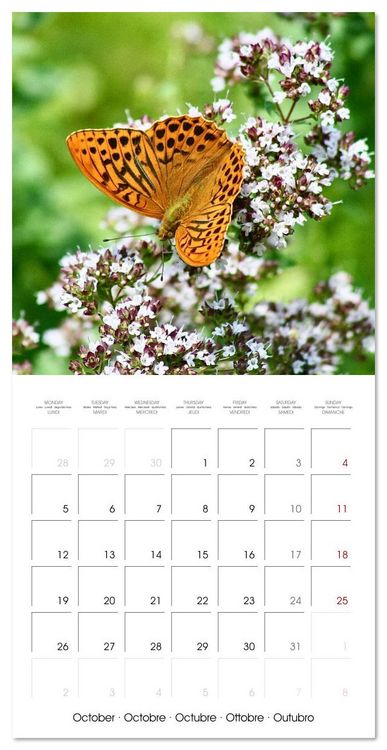 Produktbild: Gentle butterflies (Wall Calendar 2026 12 &times; 12 Inch) CALVENDO 12 Month Wall Calendar
