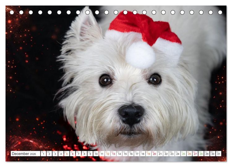 Produktbild: West Highland White Terrier - Your charming companion (Desk Calendar 2026 DIN A5 landscape), CALVENDO 12 Month DeskCalendar