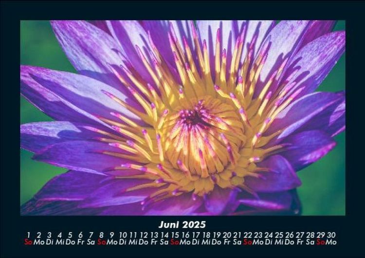 Produktbild: Blumenkalender 2025 Fotokalender DIN A5