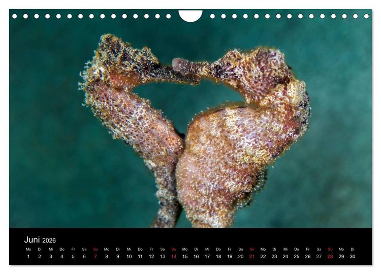 Produktbild: Abgetaucht - an den K&uuml;sten vor Cura&ccedil;ao (Wandkalender 2026 DIN A4 quer), CALVENDO Monatskalender