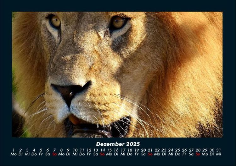 Produktbild: L&ouml;wen in der Wildnis 2025 Fotokalender DIN A4