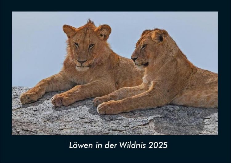 Produktbild: L&ouml;wen in der Wildnis 2025 Fotokalender DIN A4
