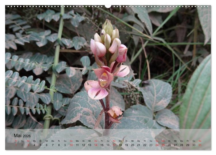 Produktbild: Orchideenland Ecuador (Wandkalender 2026 DIN A2 quer), CALVENDO Monatskalender