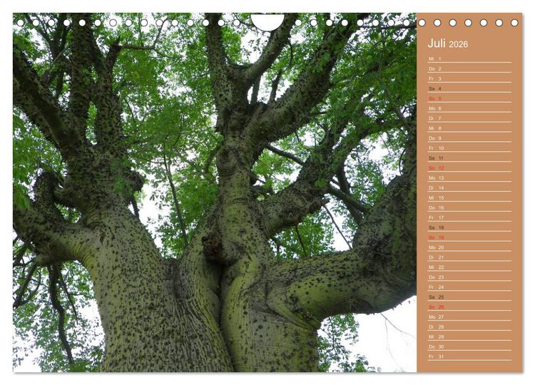 Produktbild: Bilder aus dem Chaco in Paraguay (Wandkalender 2026 DIN A4 quer), CALVENDO Monatskalender