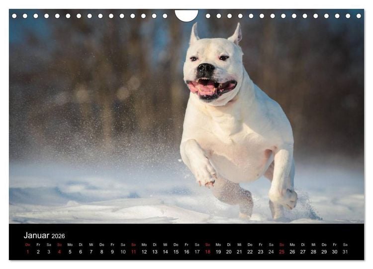 Produktbild: American Bulldog - alles Andere ist nur ein Hund (Wandkalender 2026 DIN A4 quer), CALVENDO Monatskalender
