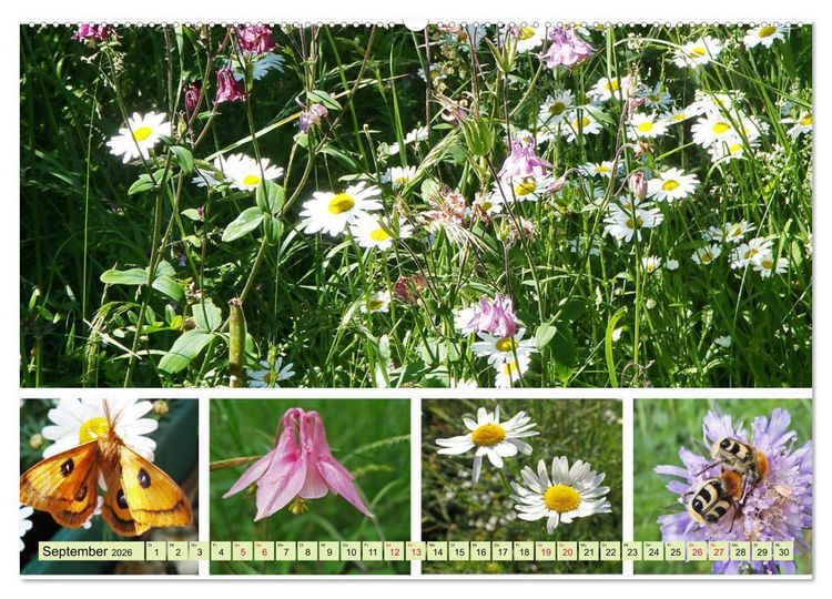 Produktbild: Bl&uuml;tenmeer am Wegesrand (hochwertiger Premium Wandkalender 2026 DIN A2 quer), Kunstdruck in Hochglanz