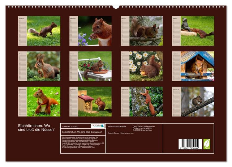 Produktbild: Eichh&ouml;rnchen. Wo sind blo&szlig; die N&uuml;sse? (hochwertiger Premium Wandkalender 2026 DIN A2 quer), Kunstdruck in Hochglanz