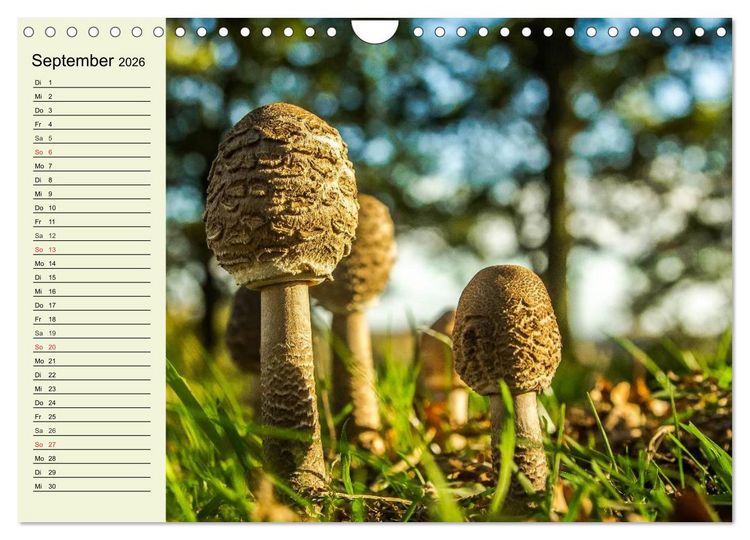 Produktbild: Pilze und Pilzgerichte (Wandkalender 2026 DIN A4 quer), CALVENDO Monatskalender