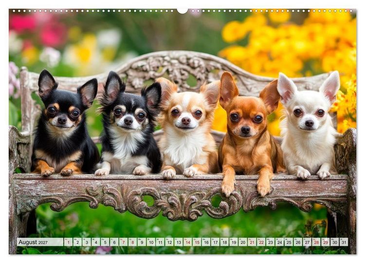 Produktbild: Niedliche Chihuahuas (hochwertiger Premium Wandkalender 2027 DIN A2 quer), Kunstdruck in Hochglanz