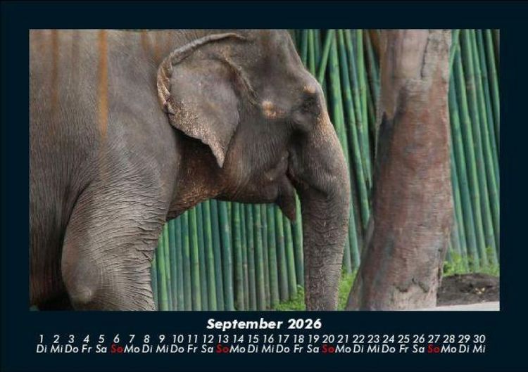 Produktbild: Elefanten - Die sanften Riesen Afrikas 2026 Fotokalender DIN A5