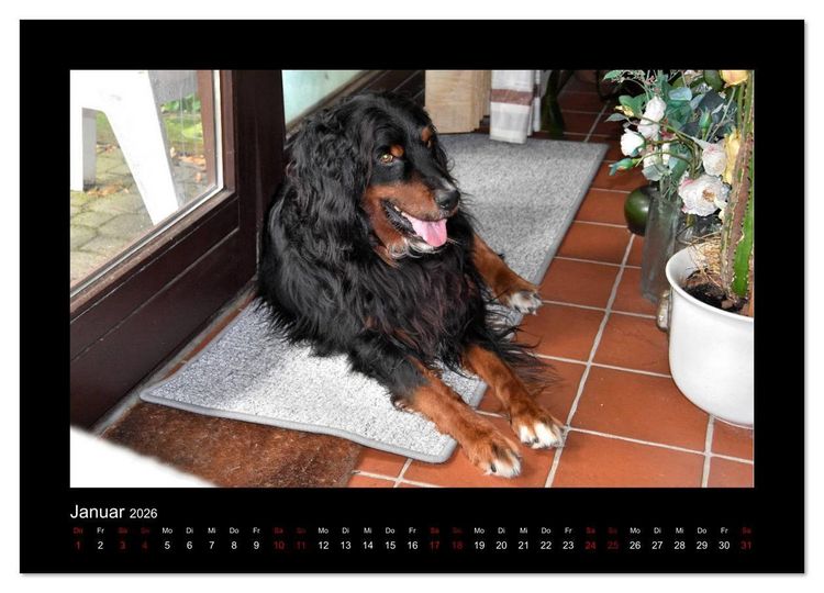 Produktbild: Der Hovawart... Dein Freund f&uuml;rs Leben ! (Wandkalender 2026 DIN A4 quer), CALVENDO Monatskalender