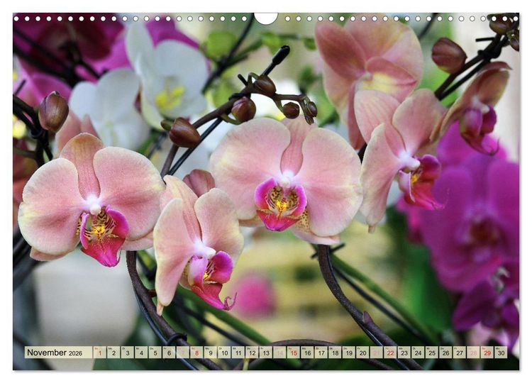 Produktbild: Beliebte Orchideen (Wandkalender 2026 DIN A3 quer), CALVENDO Monatskalender