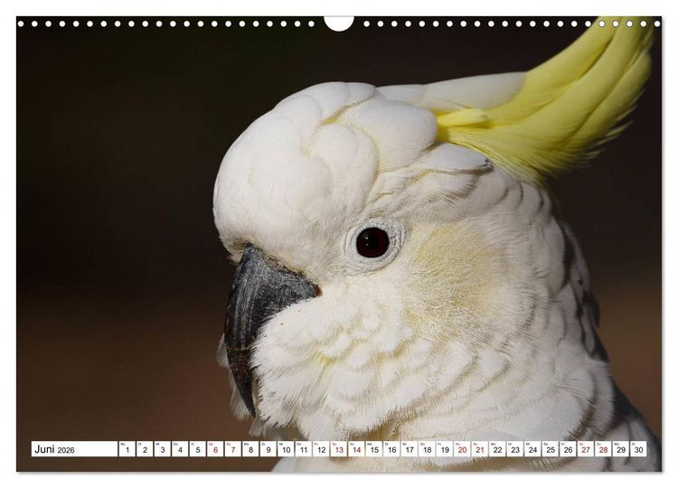 Produktbild: Wildlife Australien (Wandkalender 2026 DIN A3 quer), CALVENDO Monatskalender