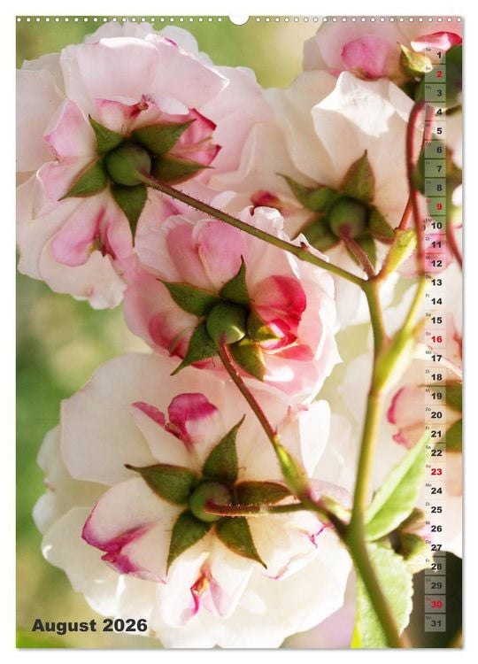 Produktbild: Sch&ouml;nste Rosen (hochwertiger Premium Wandkalender 2026 DIN A2 hoch), Kunstdruck in Hochglanz