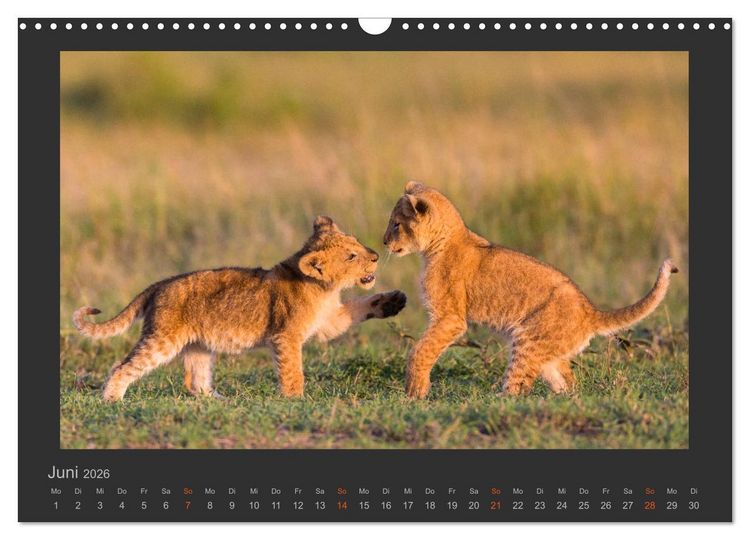 Produktbild: L&ouml;wen Wildlife-Fotografien (Wandkalender 2026 DIN A3 quer), CALVENDO Monatskalender