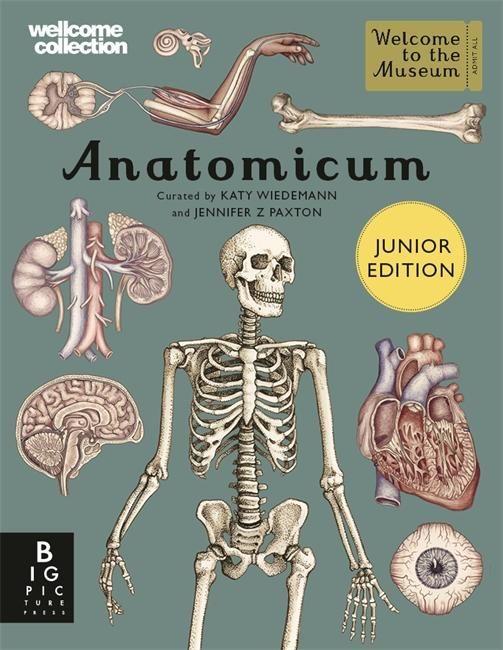 Produktbild: Anatomicum Junior