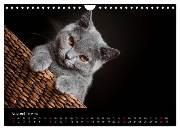 Produktbild: B&auml;rige Schmusetiger - Britisch Kurzhaar (Wandkalender 2026 DIN A4 quer), CALVENDO Monatskalender