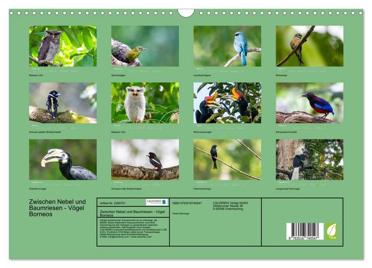 Produktbild: Zwischen Nebel und Baumriesen - V&ouml;gel Borneos (Wandkalender 2026 DIN A3 quer), CALVENDO Monatskalender