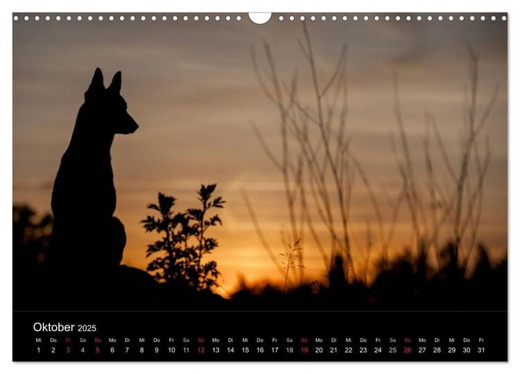 Belgische Schäferhunde - Der Malinois im Licht (Wandkalender 2025 DIN A3 quer), CALVENDO Monatskalender
