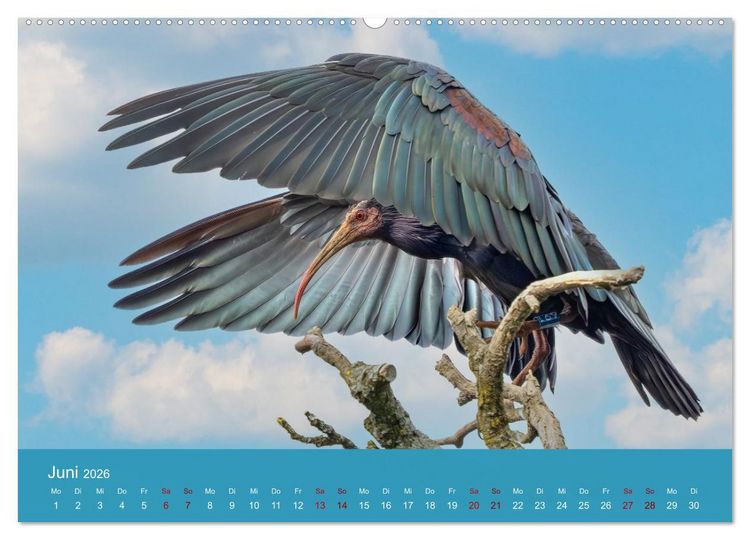 Produktbild: Augen auf - versteckte Tierwelt (hochwertiger Premium Wandkalender 2026 DIN A2 quer), Kunstdruck in Hochglanz