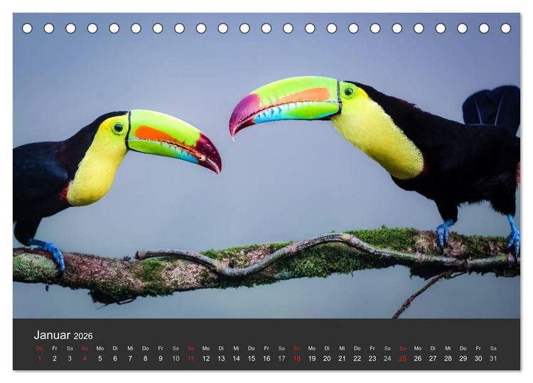 Produktbild: Costa Rica tierisch gut 2026 (Tischkalender 2026 DIN A5 quer), CALVENDO Monatskalender