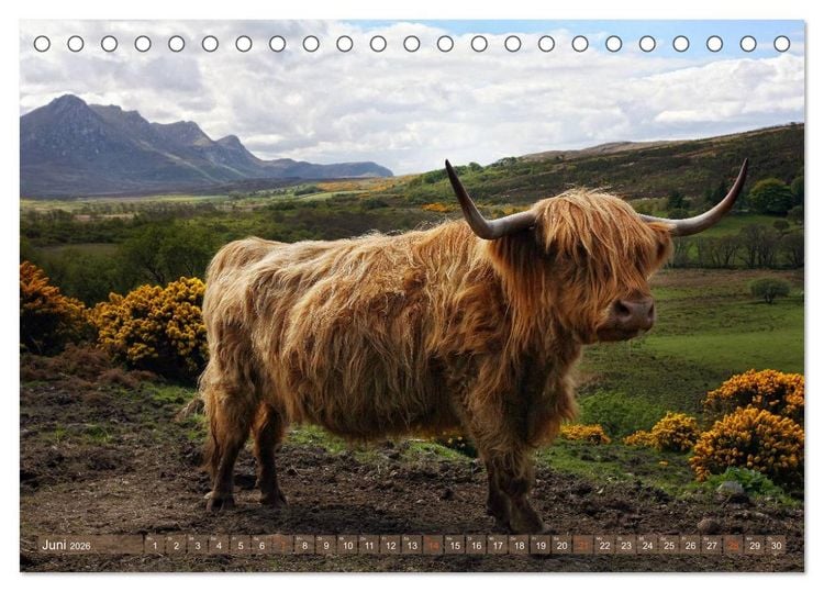 Produktbild: Schottische Hochlandrinder - Highland Cattle im Portrait (Tischkalender 2026 DIN A5 quer), CALVENDO Monatskalender