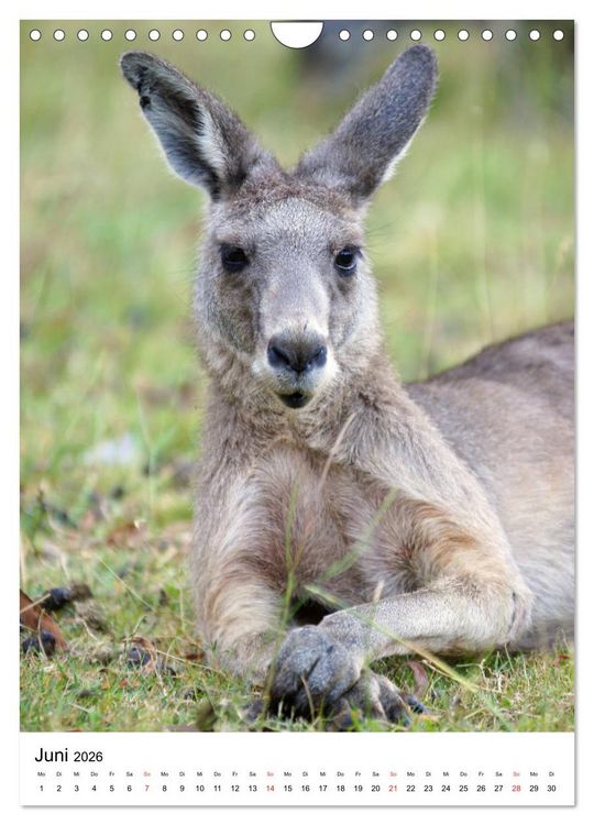 Produktbild: Australien - Hilfe f&uuml;r die einzigartige Tierwelt (Wandkalender 2026 DIN A4 hoch), CALVENDO Monatskalender