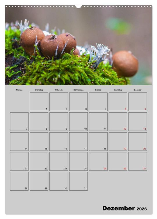 Produktbild: Quer durch die Pilze (Wandkalender 2026 DIN A2 hoch), CALVENDO Monatskalender