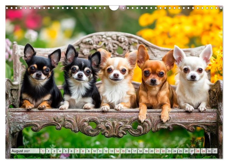 Produktbild: Niedliche Chihuahuas (Wandkalender 2027 DIN A3 quer), CALVENDO Monatskalender