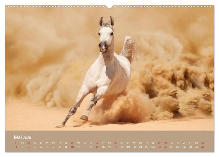 Produktbild: Pferde &bull; Araber im W&uuml;stensand (Wandkalender 2026 DIN A2 quer), CALVENDO Monatskalender