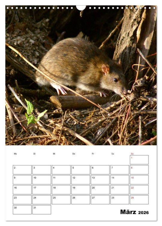 Produktbild: Heimische Wildtiere Terminplaner (Wandkalender 2026 DIN A3 hoch), CALVENDO Monatskalender