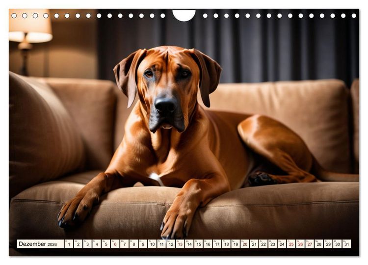 Produktbild: Rhodesian Ridgeback - Athlet mit R&uuml;ckenkamm (Wandkalender 2026 DIN A4 quer), CALVENDO Monatskalender