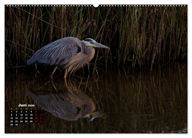 Produktbild: Floridas wunderbare Vogelwelt (hochwertiger Premium Wandkalender 2026 DIN A2 quer), Kunstdruck in Hochglanz