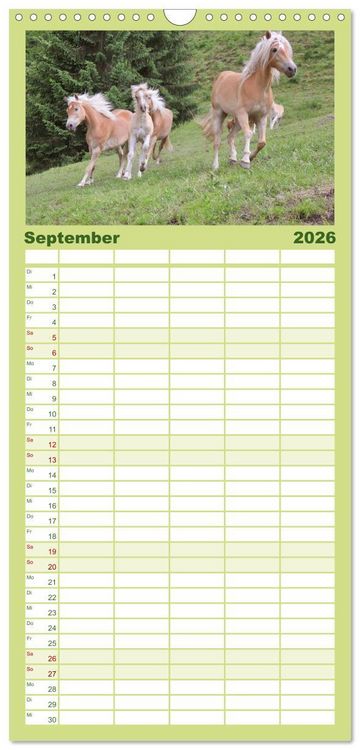 Produktbild: Familienplaner 2026 - Alpenpferde mit 5 Spalten (Wandkalender, 21 x 45 cm) CALVENDO
