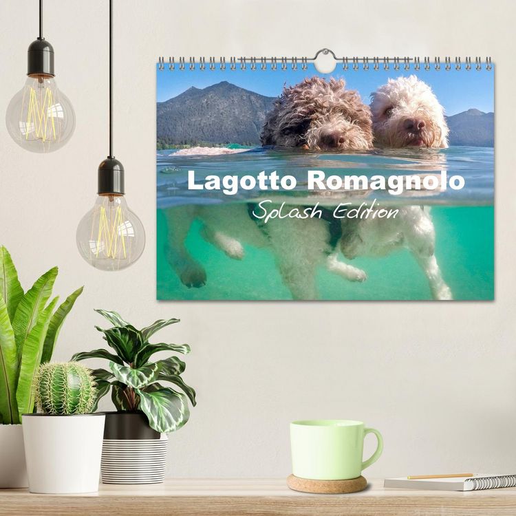 Produktbild: Lagotto Romagnolo Splash Edition (Wall Calendar 2026 DIN A4 landscape), CALVENDO 12 Month Wall Calendar